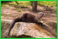 10 Terrifying And Deadly Predators You've Never Heard Of