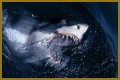 15 Animals Surprisingly More Deadly Than Sharks