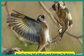Are birds fighting or mating?