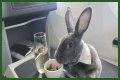 Bunny in a bow tie lives the high life flying business class with owner and being served nuts by stewardesses