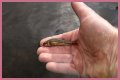 How long will minnows stay alive?