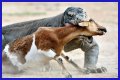 These 9 Adorable Animals Should Actually Terrify You