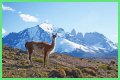 Wildlife in Patagonia: 20 Amazing Species